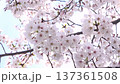 満開の桜の花びらと青空 4K  ソメイヨシノとフレア 137361508