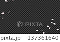 桜の花びらが散るアニメーション_透過背景_コピースペース 137361640