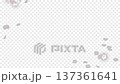 桜の花と花びらが散るアニメーション_透過背景_コピースペース 137361641