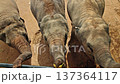 Top view of three Asian elephants reaching up with trunks to receive food from a visitor, showing textured skin, natural ground, and close human wildlife interaction in a sanctuary setting 137364117