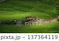 Close up of Siamese crocodile head emerging from green pond water, textured scales and sharp teeth visible in calm wildlife scene 137364119