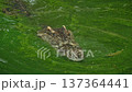 Siamese crocodile swimming in green freshwater pond with only eyes and snout above surface, textured scales blending into algae covered water in a calm tropical wildlife scene 137364441
