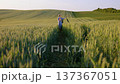 Two children in denim outfits walk through a lush green wheat field under a clear sky, enjoying a sunny day outdoors 137367051