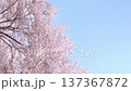 【縦動画】桜吹雪、青空に花びらが舞う満開の桜並木風景 4K 137367872