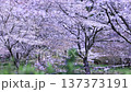 A video of cherry blossom petals dancing in the spring breeze, falling beautifully. A cinematic that expresses a fantastical and Japanese spring scene. 137373191