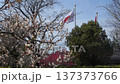 White plum blossoms in the plum grove at Kyoto Gyoen and the Japanese flag 137373766