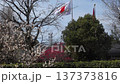 White plum blossoms in the plum grove at Kyoto Gyoen and the Japanese flag 137373816