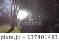 Bright sunlight creating lens flare over a green park lawn during late autumn day 137401483