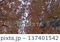 Looking up at golden autumn leaves on tall tree branches in a peaceful park 137401542