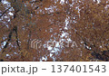 Looking up at golden autumn leaves on tall tree branches in a peaceful park 137401543