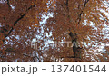 Looking up at golden autumn leaves on tall tree branches in a peaceful park 137401544