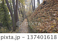Scenic walk on a narrow trail through tall trees and golden fallen autumn leaves 137401618