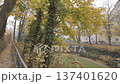 Scenic walk on a narrow trail through tall trees and golden fallen autumn leaves 137401620