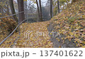 Scenic walk on a narrow trail through tall trees and golden fallen autumn leaves 137401622