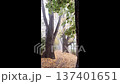 Ancient trees line a misty forest path covered in golden fallen leaves during autumn 137401651