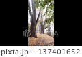 Ancient trees line a misty forest path covered in golden fallen leaves during autumn 137401652