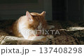 Ginger and white domestic cat grooming paw while resting on bed in sunlight 137408298