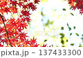 Autumn leaves fall 11 to 12 137433300