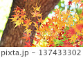 Autumn leaves fall 11 to 12 137433302