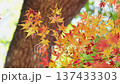 Autumn leaves fall 11 to 12 137433303