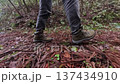 雨後，一名日本男子的下半身走在冬日的森林中。 137434910