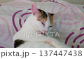 Pov overhead handheld gently stroking a sleeping calico persian cat curled up in a ball 137447438