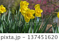 Yellow daffodils 137451620
