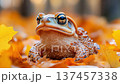 Vibrant toad resting among colorful autumn leaves, showcasing nature's seasonal beauty 137457338