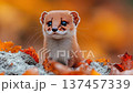 Playful small mammal exploring autumn leaves in vibrant orange and yellow foliage scene 137457339