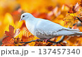 White dove perched on branch surrounded by vibrant autumn leaves in a serene natural setting 137457340