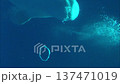【縦動画】連続でバブルリングを作るシロイルカのクローズアップ 鯨 ベルーガ 4K 137471019
