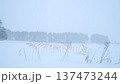 北海道「冬季風暴」暴雪 137473244