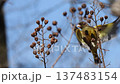 カワラヒワ 137483154