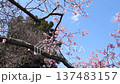 桜 137483157