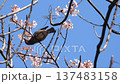 ヒヨドリ 137483158