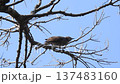 ヒヨドリ 137483160