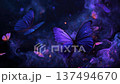 Glowing Purple Butterflies Flying Through Magical Smoke In Dark Night 137494670