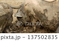 Pigs in a Muddy Pen on a Farm 137502835
