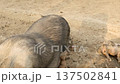 Pigs in a Muddy Pen on a Farm 137502841