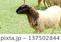 Sheep grazing in a green field, eating grass and looking at the viewer 137502844