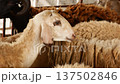 Flock of Sheep in Farm Enclosure 137502846