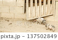 Pigs in a Muddy Pen on a Farm 137502849