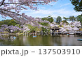 Nara Park in spring, with cherry blossoms in full bloom and falling cherry blossom petals at Ukimido 137503910