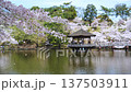Nara Park in spring, with cherry blossoms in full bloom and falling cherry blossom petals at Ukimido 137503911