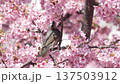 Bulbul drinking nectar from Kawazu cherry blossoms 137503912