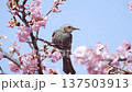 Bulbul drinking nectar from Kawazu cherry blossoms 137503913
