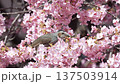Bulbul drinking nectar from Kawazu cherry blossoms 137503914