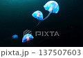 Glowing blue jellyfish drifting slowly underwater. Colorful animation for ocean and sea themes 137507603