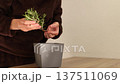 Growing rosemary at home. Woman preparing pot for potting young shoot with roots. 4K 137511069
