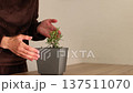Woman has flower pot with rosemary. Growing rosemary at home. 4K 137511070